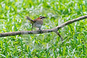 rufous-naped Wren & x28;Campylorhynchus rufinucha& x29; in Costa Rica