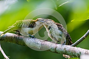 rufous-naped Wren & x28;Campylorhynchus rufinucha& x29; in Costa Rica