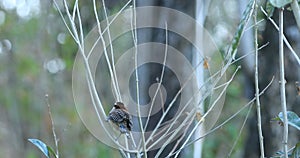 Rufous-Naped Wren, Campylorhynchus rufinucha, in Costa Rica 4K