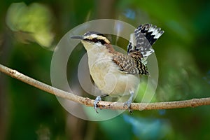 Rufous-naped Wren - Campylorhynchus rufinucha songbird of the family Troglodytidae