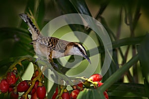 Rufous-naped wren, Campylorhynchus rufinucha, songbird of the family Troglodytidae. Bird sitting on the tree trunk, Costa Rica.