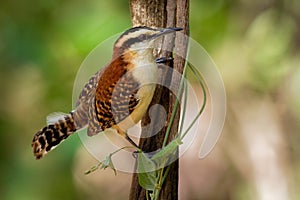 Rufous-naped Wren - Campylorhynchus rufinucha songbird of the family Troglodytidae