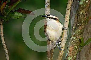 Rufous-naped wren - Campylorhynchus rufinucha is songbird of the family Troglodytidae, the wrens. It is a resident breeding