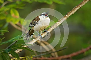 Rufous-naped wren - Campylorhynchus rufinucha is songbird of the family Troglodytidae, the wrens. It is a resident breeding