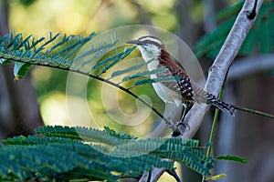 Rufous-naped wren - Campylorhynchus rufinucha is songbird of the family Troglodytidae, the wrens. It is a resident breeding