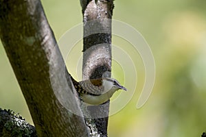 Rufous-naped Wren  837944