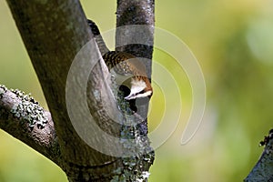 Rufous-naped Wren  837944