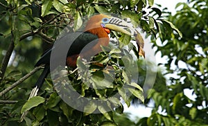 RUFOUS NECKED HORNBILL MALE, LATPANCHAR, WEST BENGAL ,INDIA
