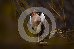 Rufous Night-Heron, Nycticorax caledonicus, heron bird from Australia. Nightheron sleeping on the tree branch near the water.