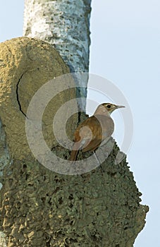 Rufous Ornero, furnarius rufus, Adult standing near Nest, Pantanal in Brazil photo