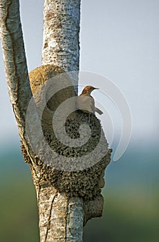 Rufous Ornero, furnarius rufus, Adult standing near Nest, Pantanal in Brazil photo