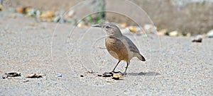 Buscando comida sobre el piso 