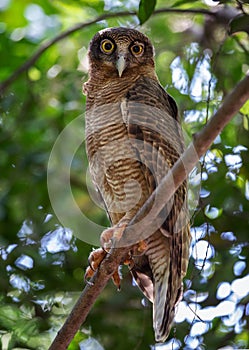 Rufous Owl Ninox rufa in the wild, Darwin, Australia