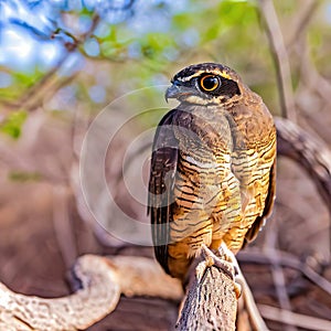 The Rufous Owl's piercing eyes reflect its predatory prowess