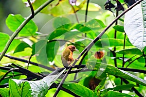 Rufous Piculet on the branch of a tree