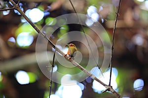 Rufous piculet