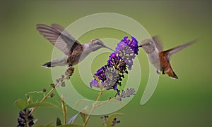 Rufous and plain capped hummingbird