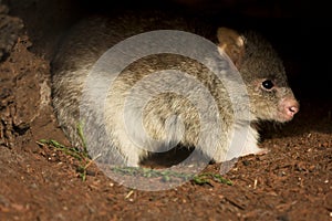 Rufous Rat kangaroo photo
