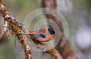 Rufous sibia perched upon the branch of a tall tree.