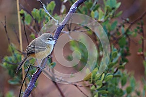 Rufous-sided Pygmy-Tyrant Euscarthmus rufomarginatus: endangered bird in its natural habitat photo