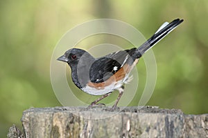 Rufous Sided Towhee