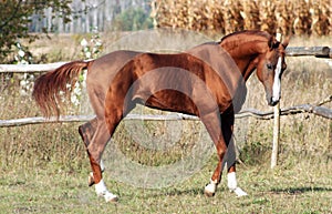 Rufous stallion