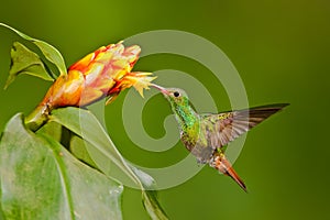 Rufous Tailed Hummingbird