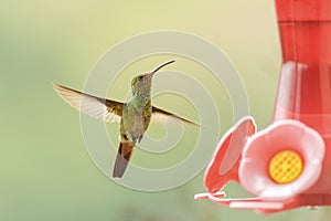 Rufous Tailed Hummingbird