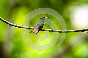 Rufous tailed hummingbird