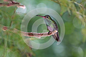 Rufous-tailed hummingbird - Amazilia tzacatl