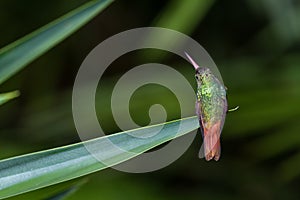 Rufous-tailed hummingbird - Amazilia tzacatl