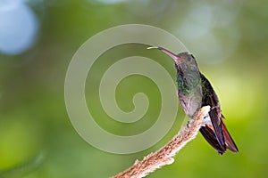 Rufous-tailed hummingbird - Amazilia tzacatl