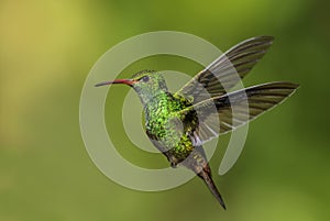 Rufous-tailed Hummingbird - Amazilia tzacatl