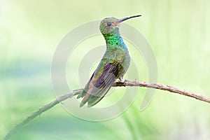 Rufous-tailed Hummingbird Amazilia tzacatl