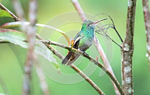Rufous-tailed hummingbird Amazilia tzacatl