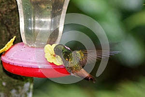 rufous-tailed hummingbird Amazilia tzacatl 5