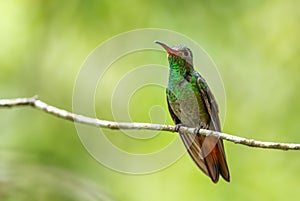 Rufous-tailed Hummingbird - Amazilia tzacatl photo