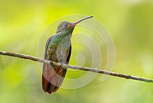 Rufous-tailed Hummingbird - Amazilia tzacatl photo