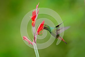 Rufous-tailed Hummingbird, Amazilia tzacatl, bird fling next to beautiful red flower in natural habitat, clear green background photo