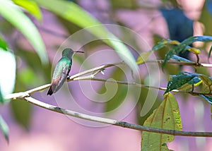 Rufous-tailed Hummingbird (Amazilia tzacatl) in Central America