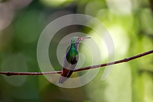 Rufous-tailed Hummingbird (Amazilia tzacatl) in Central America