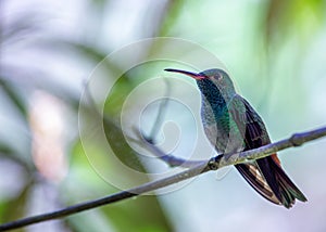 Rufous-tailed Hummingbird (Amazilia tzacatl) in Central America