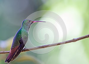 Rufous-tailed Hummingbird (Amazilia tzacatl) in Central America