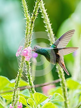 Rufous-Tailed Hummingbird (Amazilia tzacatl) in flight, taken in Costa Ric