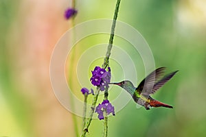 Rufous-tailed Hummingbird - Amazilia tzacatl medium-sized hummingbird on colorful background