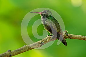 Rufous-tailed Hummingbird - Amazilia tzacatl medium-sized hummingbird, from Mexico, Colombia, Venezuela and Ecuador to Peru