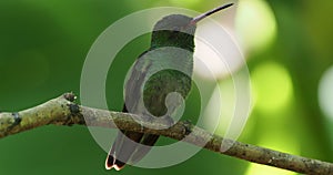 Rufous-tailed Hummingbird - Amazilia tzacatl medium-sized hummingbird, from Mexico, Colombia, Venezuela and Ecuador to Peru