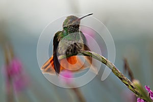 Rufous-tailed Hummingbird - Amazilia tzacatl medium-sized hummingbird, from Mexico, Colombia, Venezuela and Ecuador to Peru,