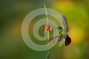 Rufous-tailed Hummingbird - Amazilia tzacatl medium-sized hummingbird, from Mexico, Colombia, Venezuela and Ecuador to Peru. Green