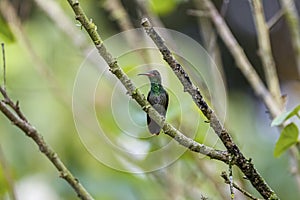 Rufous-tailed hummingbird (amazilia tzacatl) perched on a branch against blurred natural background, Manizales, Colombia